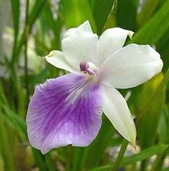 Immagine profilo di orchidea126
